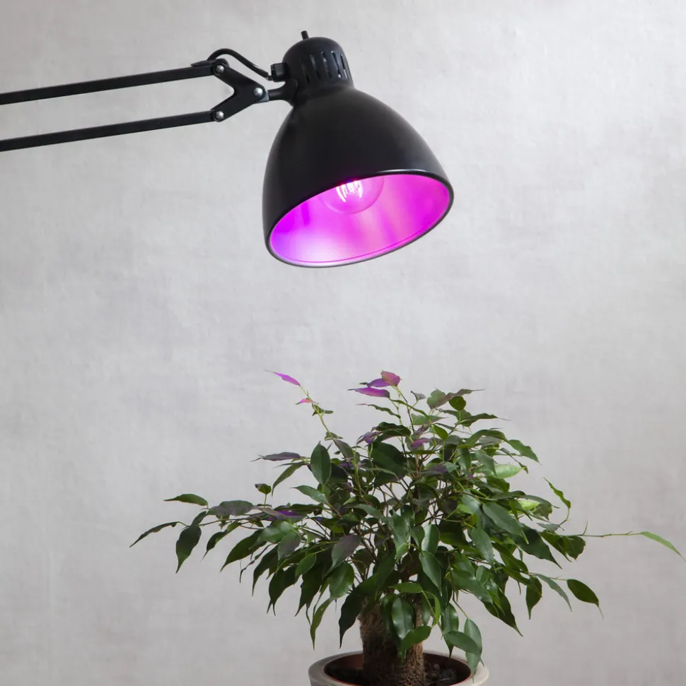 LED plantepære thrive, tradisjonell glødepære A60, E27, 6,5 W rød